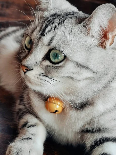 beautiful cat with white eyes