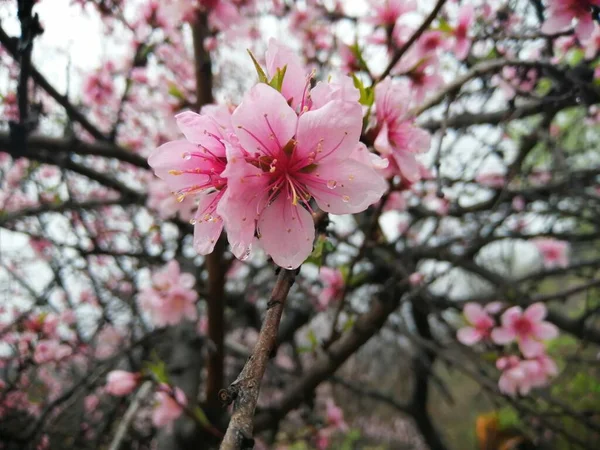 Flores Sakura Rosa Primavera — Foto de Stock