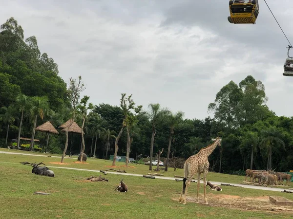 Stock image the giraffe in the zoo