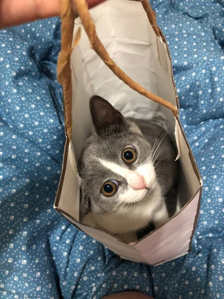 cute cat with a box of wool