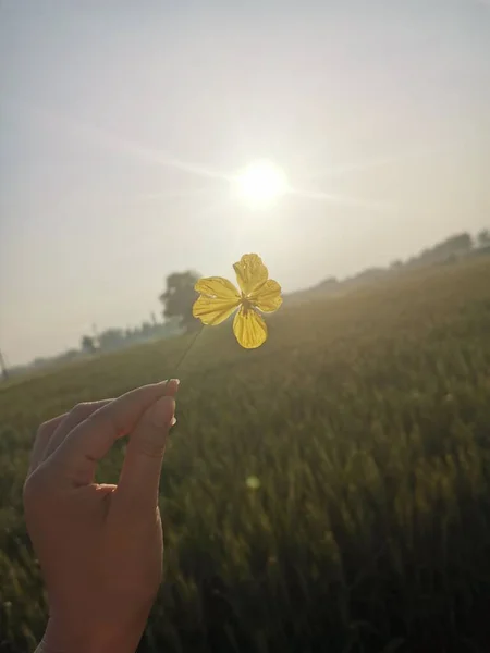 hand holding a flower in the field