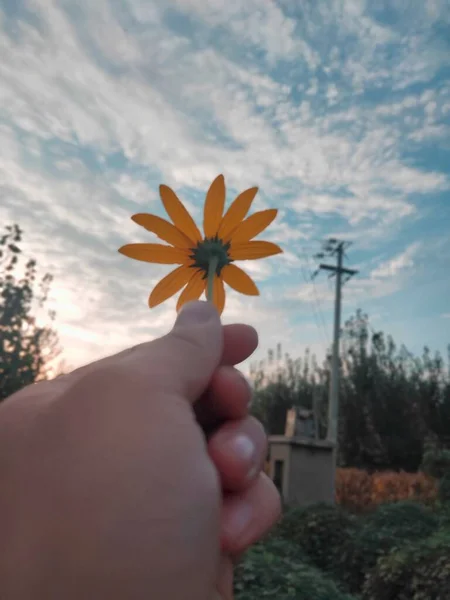 hand holding a flower in the garden