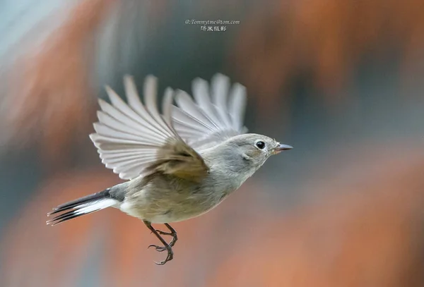 beautiful bird on the background of nature