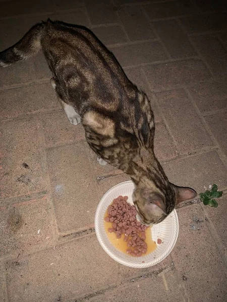 cat eating food in the street
