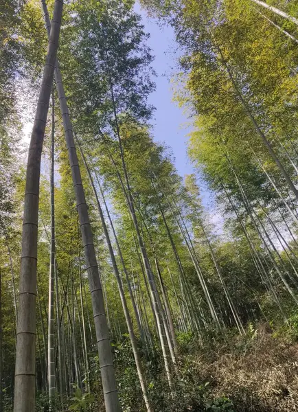 stock image beautiful view of the forest