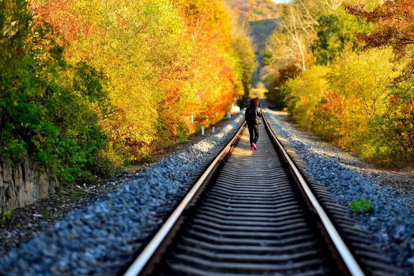 railway tracks in the autumn forest