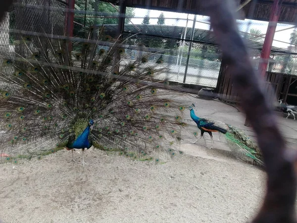 beautiful peacock with blue eyes