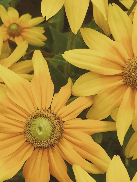 beautiful yellow sunflower on a white background