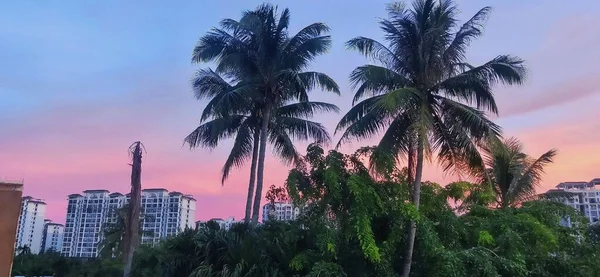 palm trees in the city of miami, florida