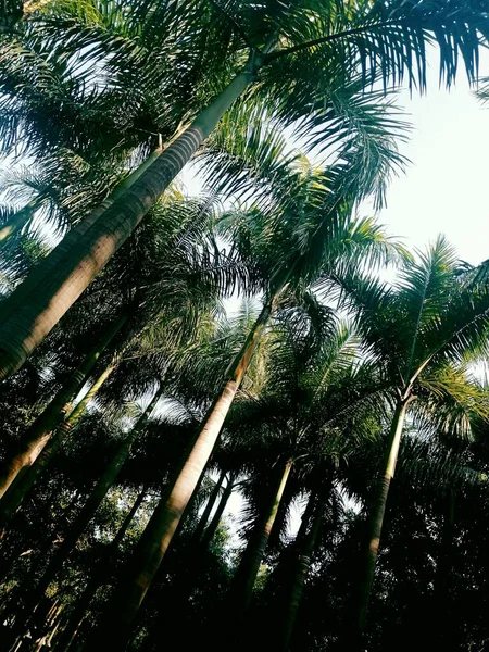 palm trees in the forest