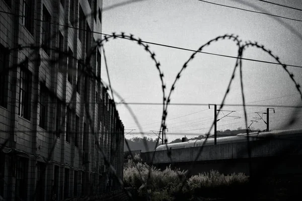 black and white photo of a barbed wire