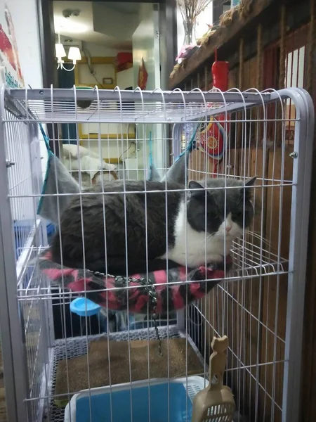 a small white domestic cat in the cage