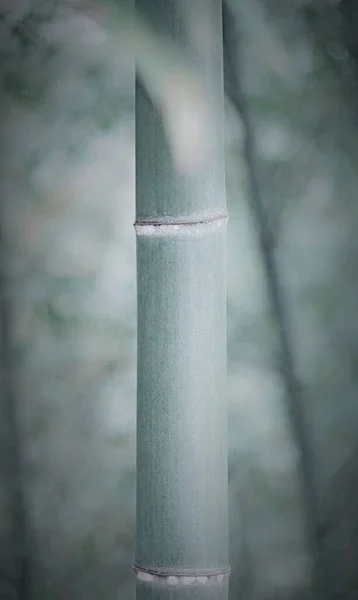 close up of a bamboo plant