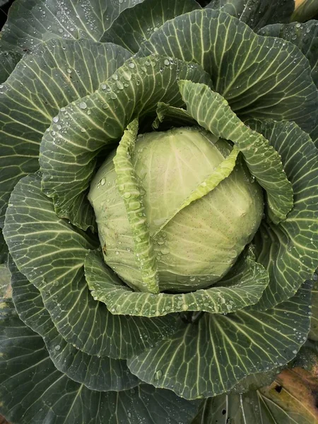 cabbage leaves, flora and foliage