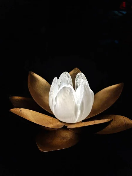 white flower on a black background