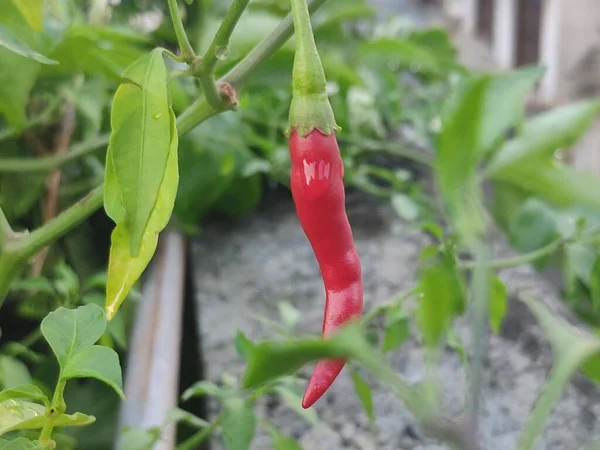 red and green chili peppers on a branch