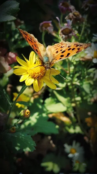 beautiful butterfly in the garden