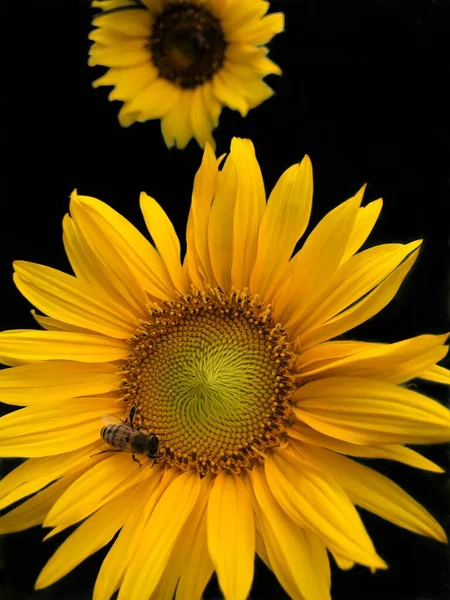 sunflower on a black background