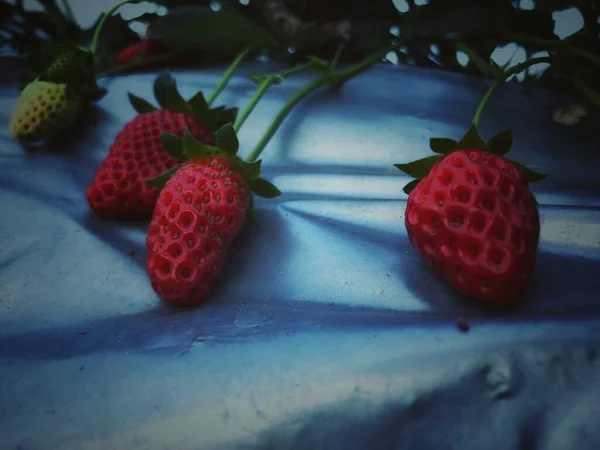 fresh strawberries on a black background