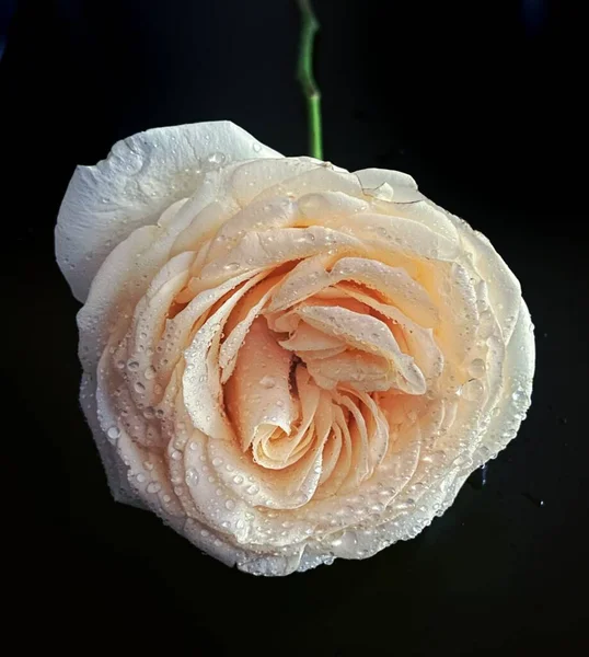 beautiful rose flower on black background