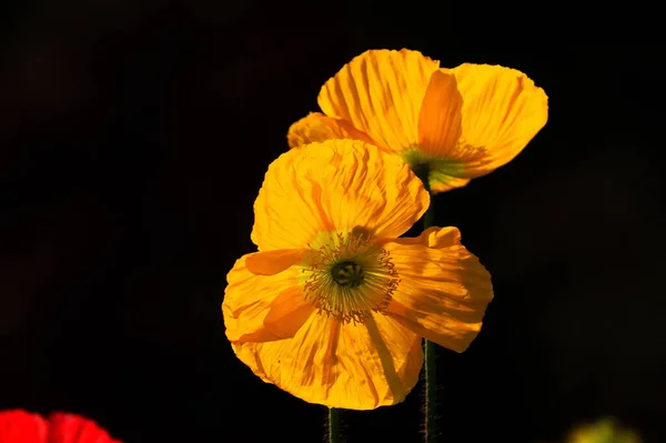 beautiful yellow poppy flower in the garden