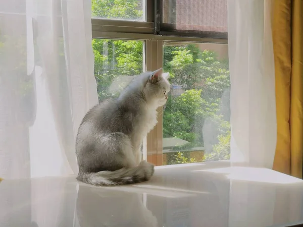 cat sitting on the windowsill