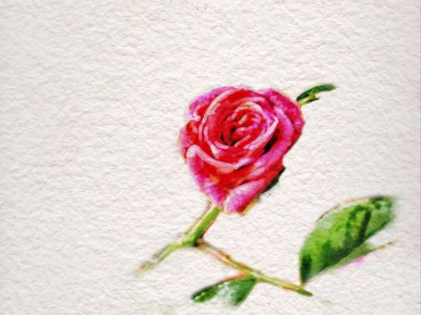 beautiful watercolor painting of a rose