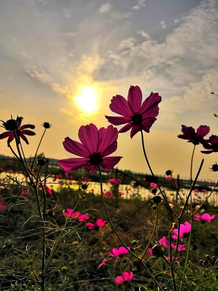 beautiful cosmos flowers in the garden