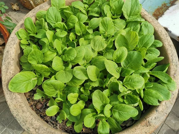 fresh green lettuce growing in a pot