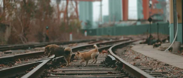 railway tracks on the railroad track.