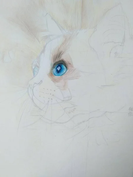 cat drawing on a white background