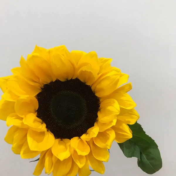yellow sunflower on a white background