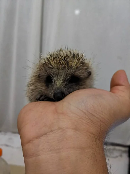 hedgehog in the hand
