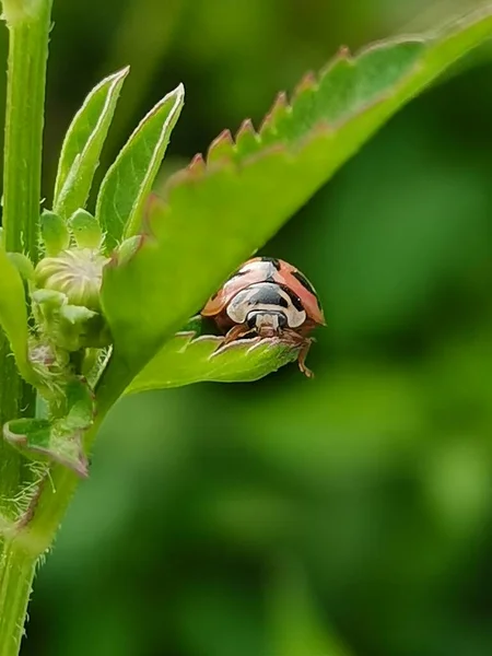 a closeup shot of a beautiful insect