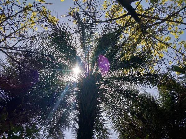 palm tree in the forest