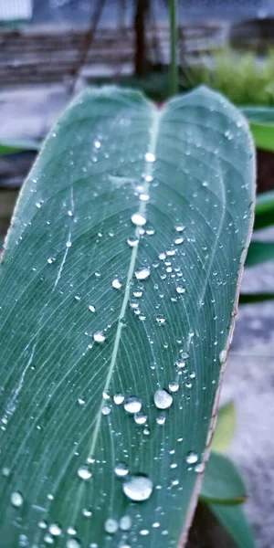 green leaves on the window