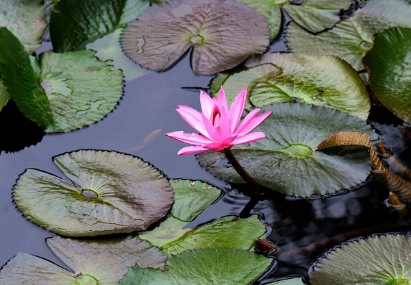 Bellissimo Fiore Loto Nello Stagno — Foto Stock