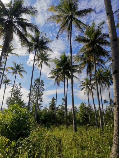 palm trees in the park