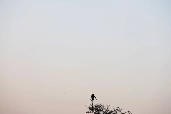 silhouette of a bird on the tree