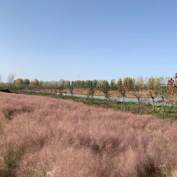 beautiful landscape with a tree and a field of trees