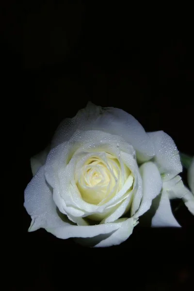 beautiful white rose on black background