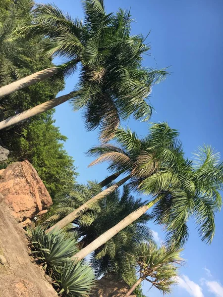 palm trees in the desert