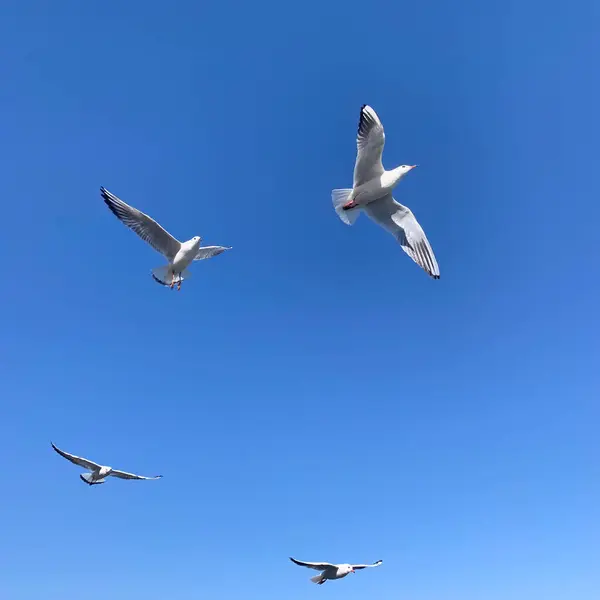 stock image seagull flying in the sky