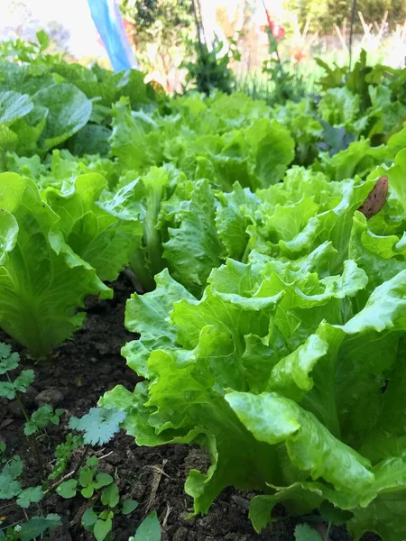 green lettuce growing in the garden