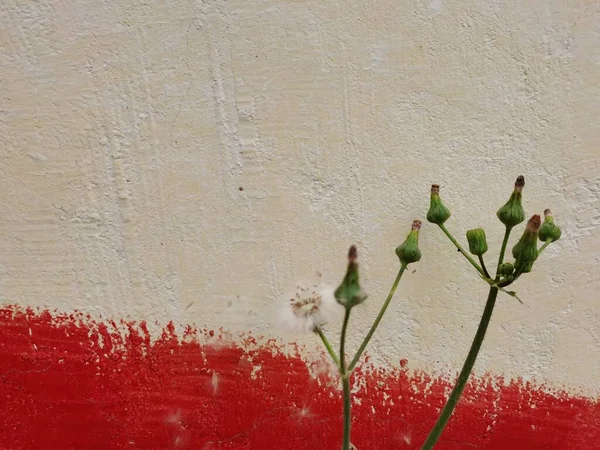 red and white brick wall with a plant