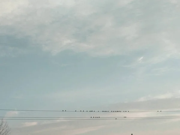 beautiful landscape with a flock of birds in the sky