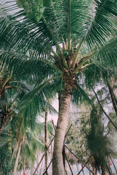 palm tree in the park