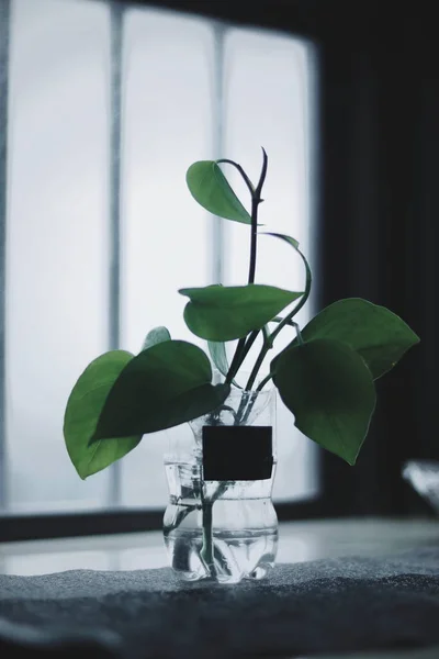 green plant in a glass vase on a white background