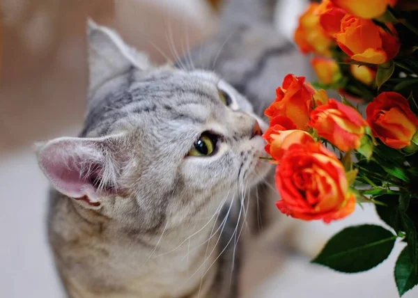 beautiful cat with flowers on a white background