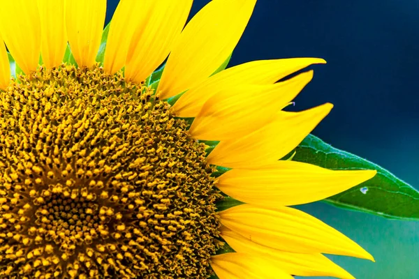 sunflower on a background of a yellow flower